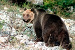 Vicino all'Orso: conta delle unità familiari di orso bruno marsicano.