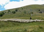 La visita dei pastori lombardi nel Parco