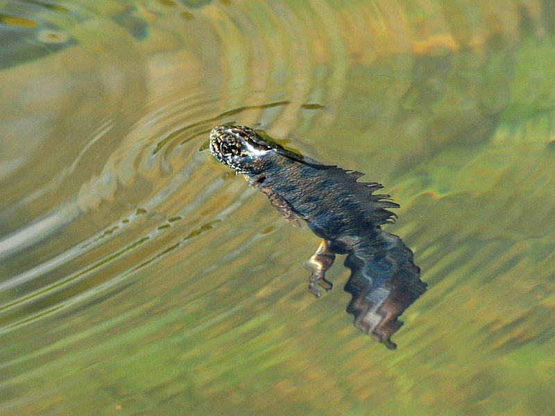 Northern crested newt - male