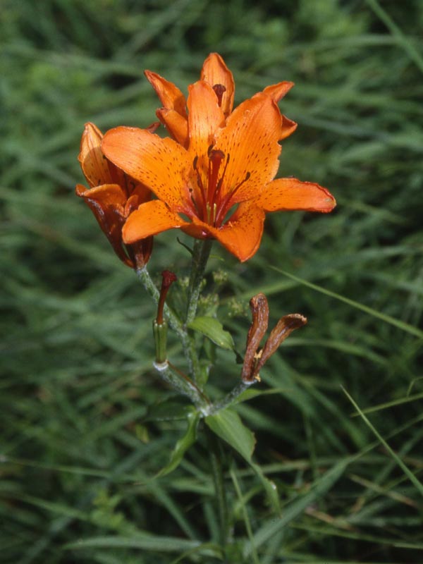 Giglio rosso (Lilium bulbiferum)
