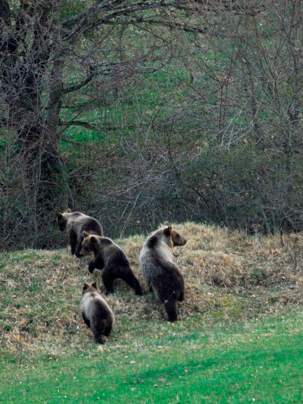 Mamma orsa con i sui tre piccoli