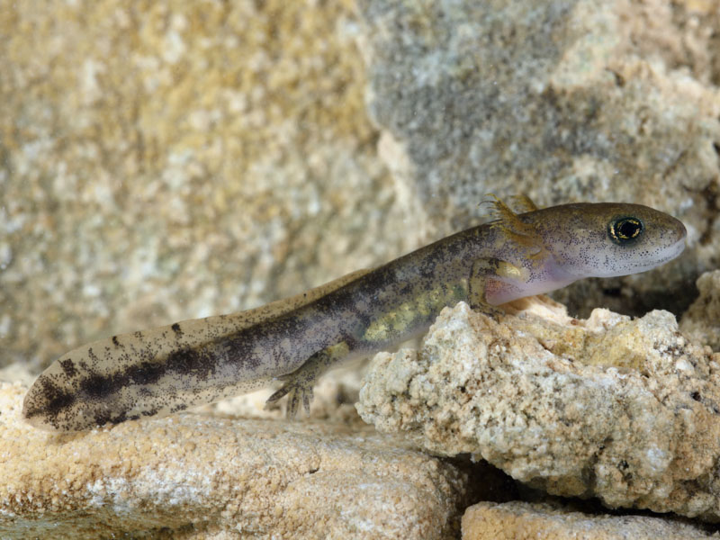 Salamandra pezzata: larva di stadio precoce