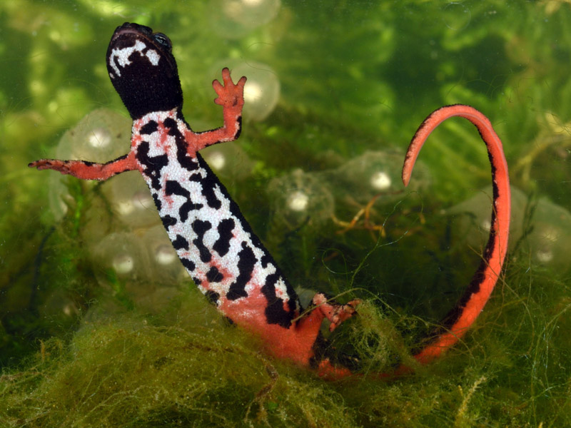 Salamandrina di Savi: femmina adulta con uova