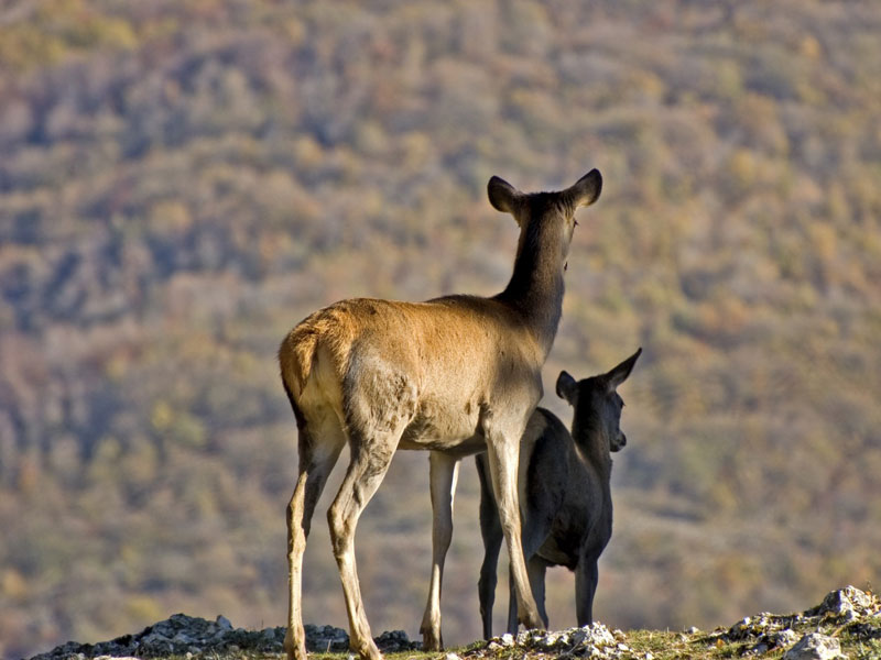 Deer - Villavallelonga Wildlife Area