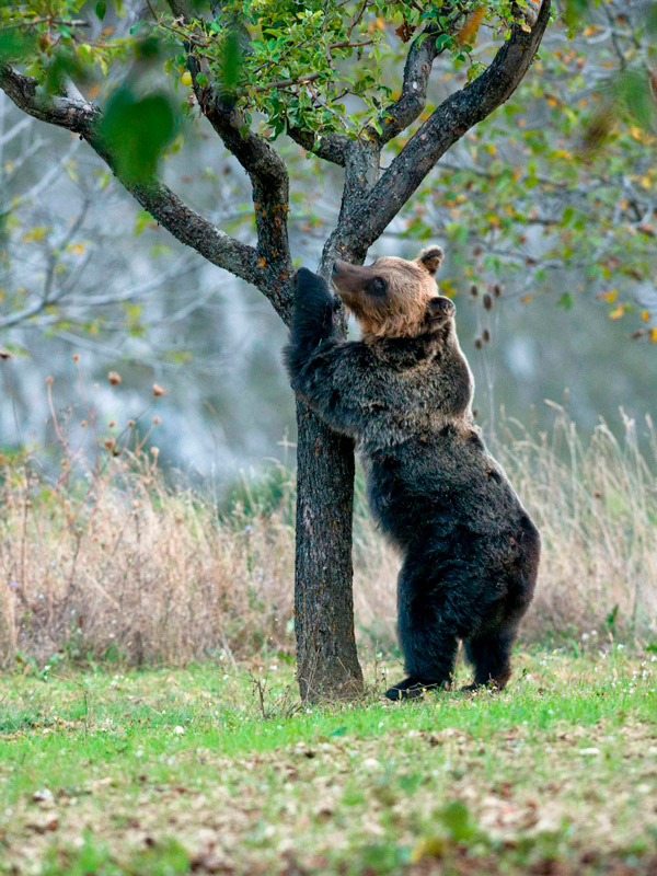 Riunione sulla problematica della presenza di orsi nei centri abitati nell’area del Parco Nazionale d’Abruzzo, Lazio e Molise