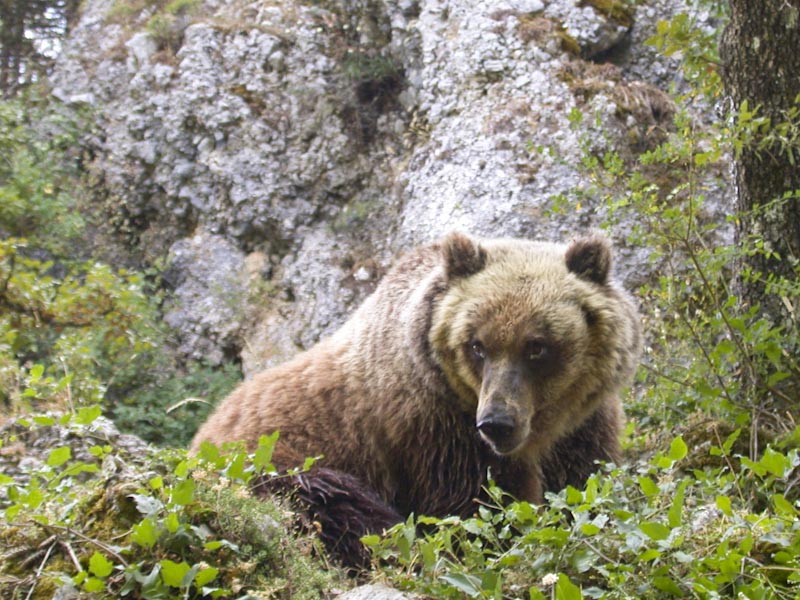 Progetto Life arctos sulla salvaguardia dell'orso in Italia