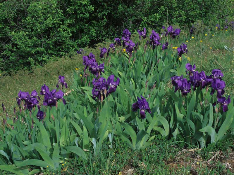 Fioritura di Iris marsica