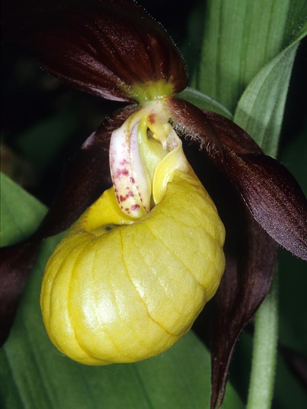Gelber Frauenschuh (Cypripedium calceolus)