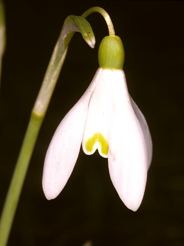Kleines Schneeglöckchen (Galanthus nivalis)