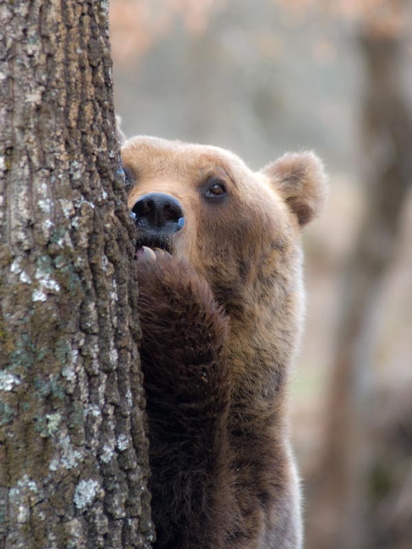 Marsikanischer Braunbär - Marsican Brown Bear