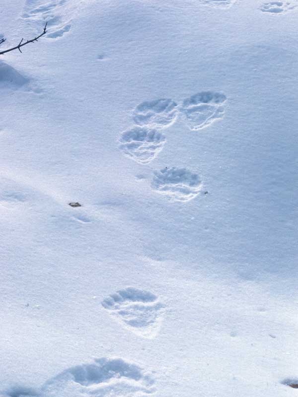 Traces d'ours sur la neige