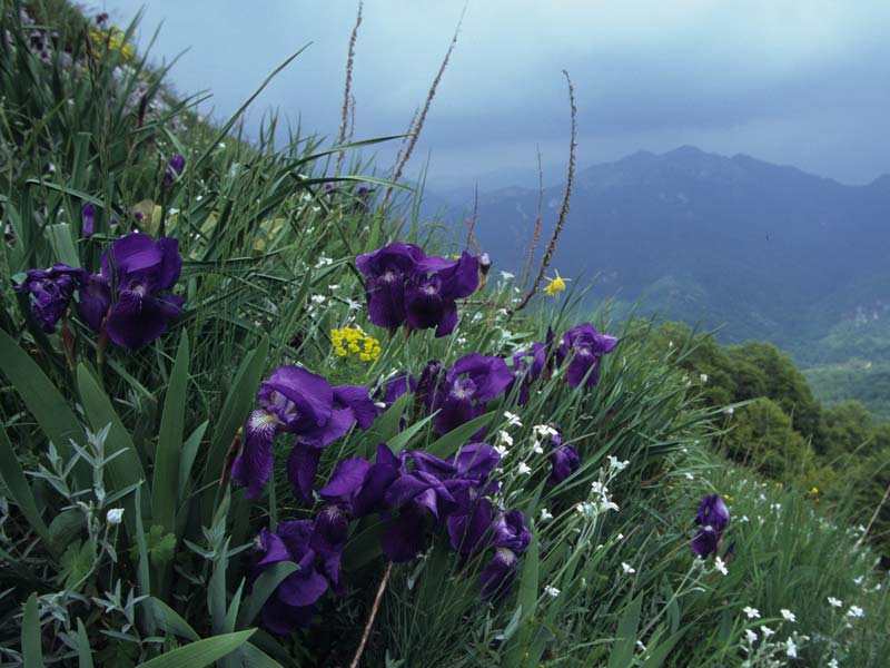 Floraison d'Iris marsica