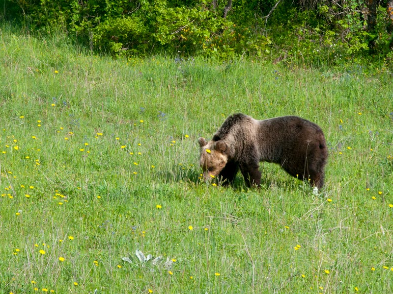 Assoluzione per l’orso ucciso a Pettorano nel 2014, ma uccidere gli orsi è reato
