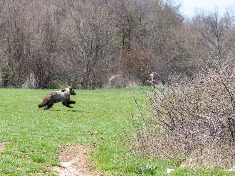Sono 11 i cuccioli di orso marsicano contati nel 2018 nel Parco.