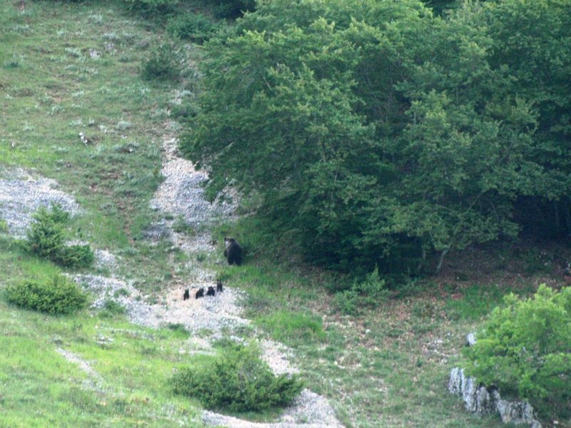 Orsa marsicana con 4 cuccioli