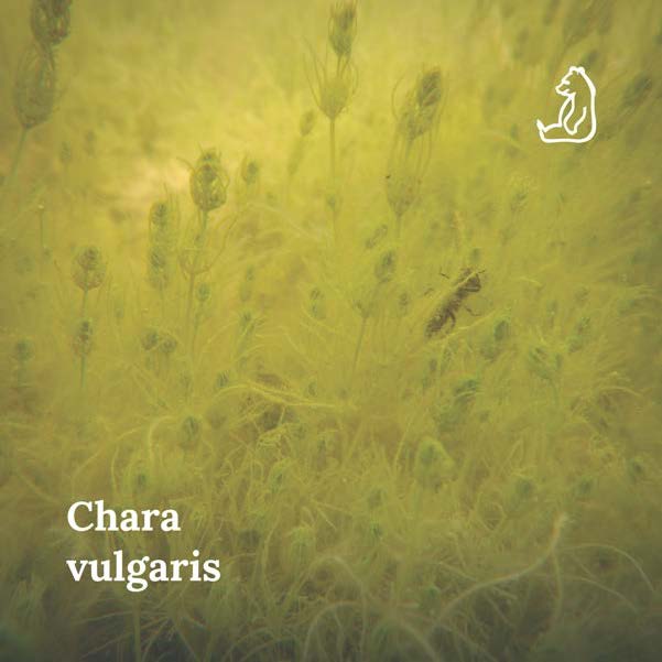Chara vulgaris