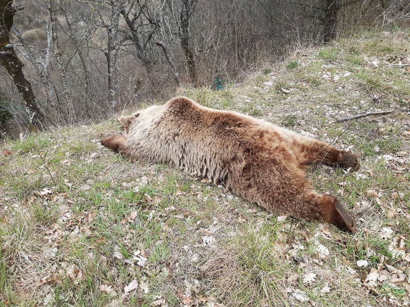 Fuoriuscita dell'orsa dall'area faunistica di Campoli Appennino