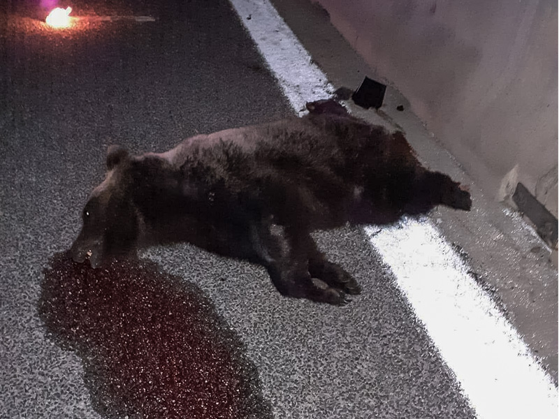 Orso ucciso sull'autostrada